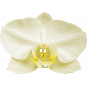 Unwind Mini Kit- Yellow Orchid