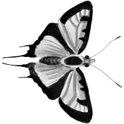 Butterfly Template 069