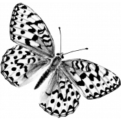 Butterfly Template 072