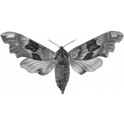 Butterfly Template 074