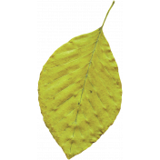 Elegant Autumn- Yellow Leaf