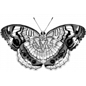 Butterfly Template 077