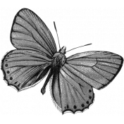 Butterfly Template 037