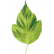 Our House- Leaf