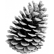 Pinecone Template 004