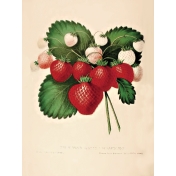 Strawberry Fields- Journal Card 17