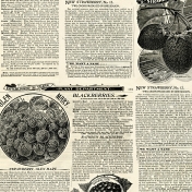 Strawberry Fields- Newsprint 2 Paper