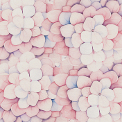 Faded Pink Hydrangeas Paper