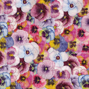 Pansies Background