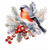 Snow Bird- Bull Finch