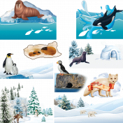 Arctic Animals