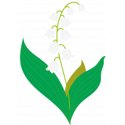 Lily-of-the-valley Flower4