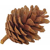 Pinecone DDS 02