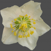 Wet Spring Flower 2