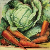 Garden Tales Journal Cards- Cabbage and Carrots 4x4