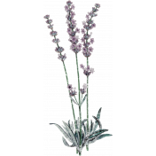 Elegant Autumn Frosty Lavender 