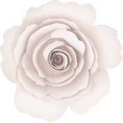 Positively Happy White Rose Flower