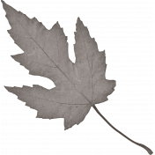 Classy Gray Leaf
