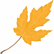 Maple Grove Element Yellow Maple Leaf