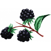 Summer Medley Element Vintage Black Raspberries