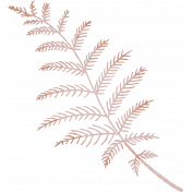 Plum Hill Purple Fern