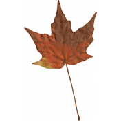 Homestead Life: Autumn Orange Leaf