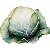 Lovely Garden Cabbage