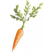 Lovely Garden Carrot