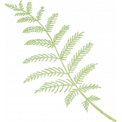 Spring Fresh Green Fern Foliage