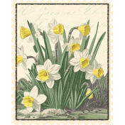 Afternoon Daffodil Element postage stamp daffodil