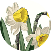 Afternoon Daffodil Flair 08 print