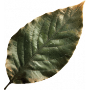 Wildwood Thicket Leaf