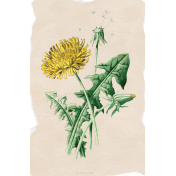 Dandy Dandelions Element ephemera dandelion