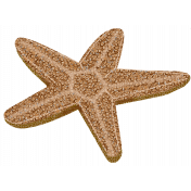 Ocean Starfish Element