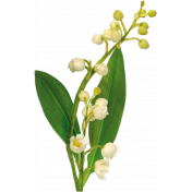 lily of the valley-1