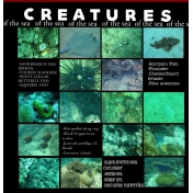 Creatures of the sea