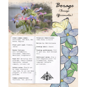 Herbal ABC- B is for Borage
