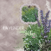 Lavender