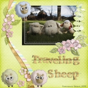 Traveling Sheep