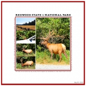 Redwood State & National Park