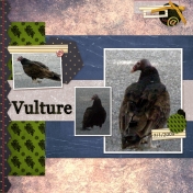 Vulture