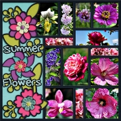 Summer Flowers 