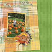 Pumpkin Patch