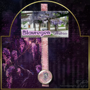 Blauregen- Wisteria