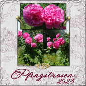 Pfingstrosen 2023- Peonie