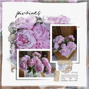 Pivoines 230522