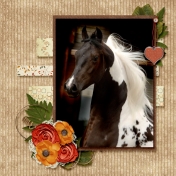 Saddlebred Beauty