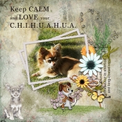 Keep calm and love your chihuahua