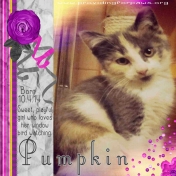 Pumpkin the Kitten