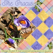 The Crocus